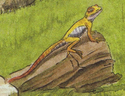 Gecko.png