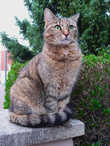 Datei:Grüne Augen einer Katze.jpg