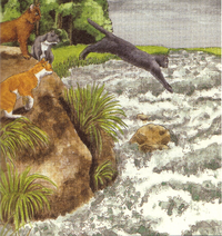 Fluss.png