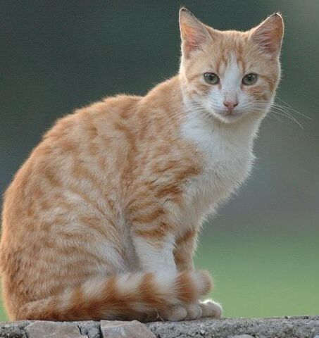 Datei:Sandfur-Windclan.jpg