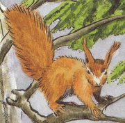 Eichhörnchen.png