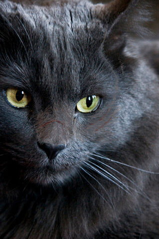File:Crystal Cat.jpg