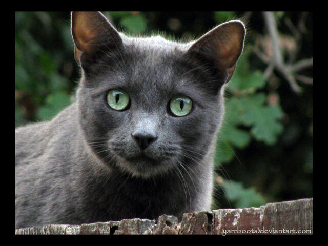 File:Silverwhisker.life.jpg