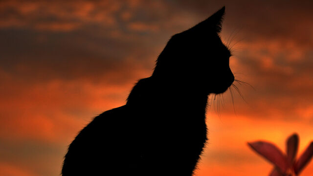 File:Shrewfur.life.jpg