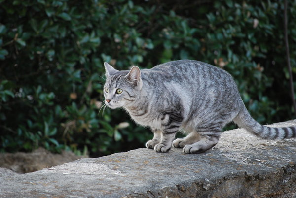 File:Wildfoot.jpg
