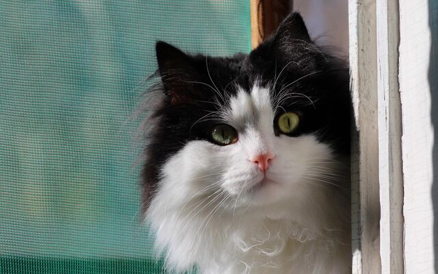 File:Liza.jpg