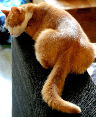 File:Foxwhisper.jpg