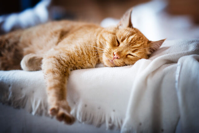 File:Frankie life.jpg