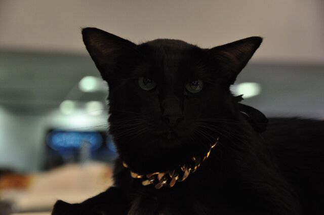 File:Hades life.jpg
