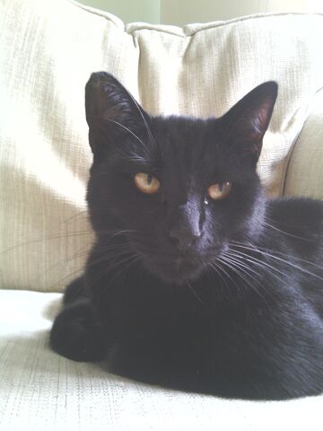 File:Bruno.life.jpg