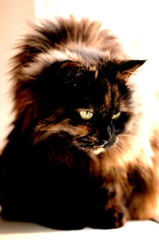 File:Cinnamon2000x3008.jpg