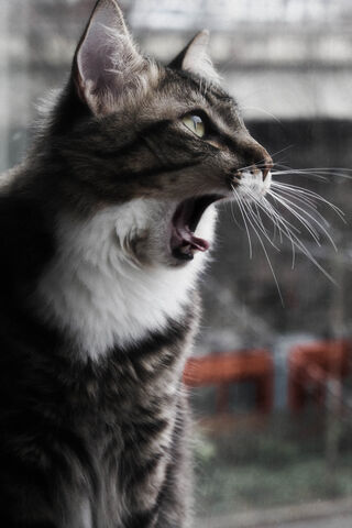 File:Darkwhisker.jpg