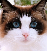 File:Tealkit.jpg