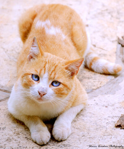 File:Blue eyed cat by Stavraham.jpg