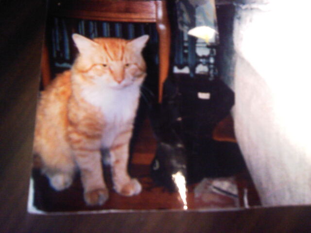 File:Tigger.jpg