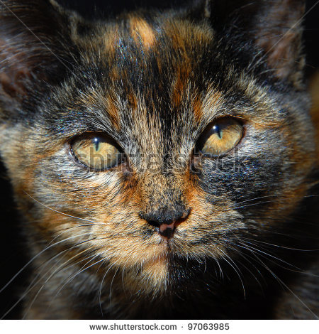 File:Autumnheart.jpg