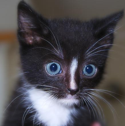 File:Moonkit.jpg
