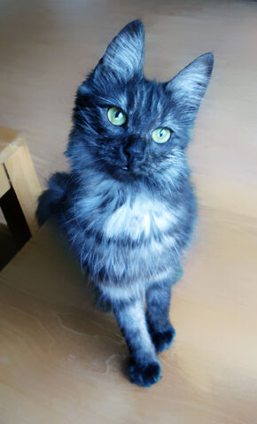 File:Bluenose.jpg