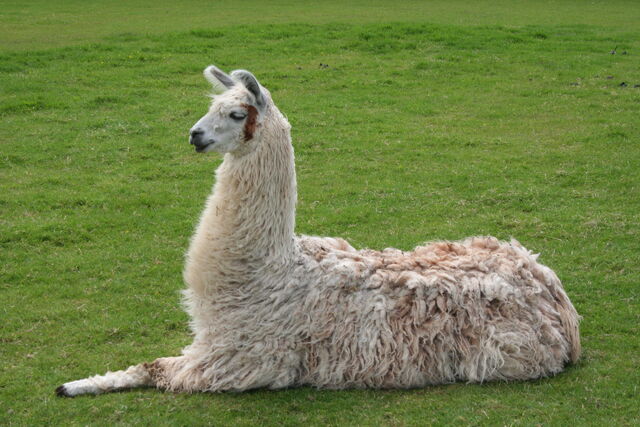File:Llama.jpg