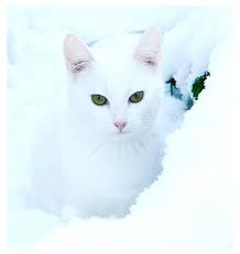 File:Mi love cats.jpg
