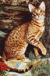 File:Skypaw SpC.jpg