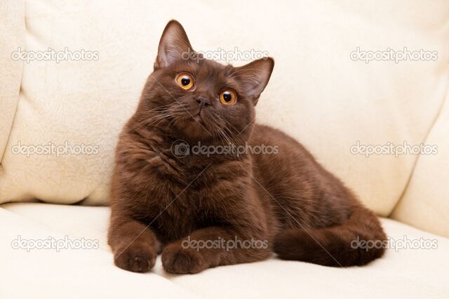 File:Brownfur.jpg