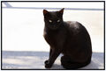 Thumbnail for version as of 20:20, July 27, 2013