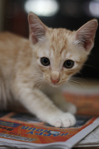 File:Lionkit (WC).png
