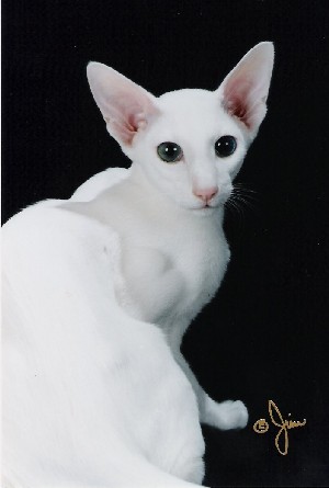 File:Blizzardpaw (WC) life.jpg