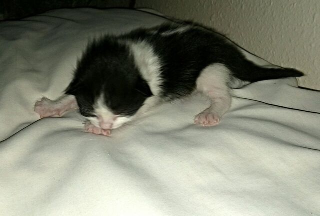 File:Badgerkit.jpg