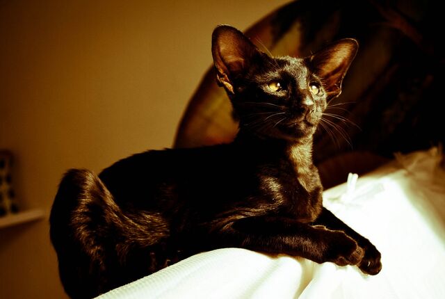 File:Beetlewhisker.life.jpg