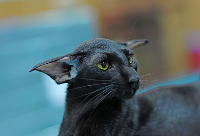 File:Obsidian.jpg