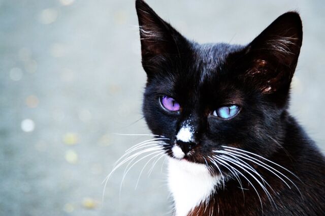 File:Ciel.jpeg