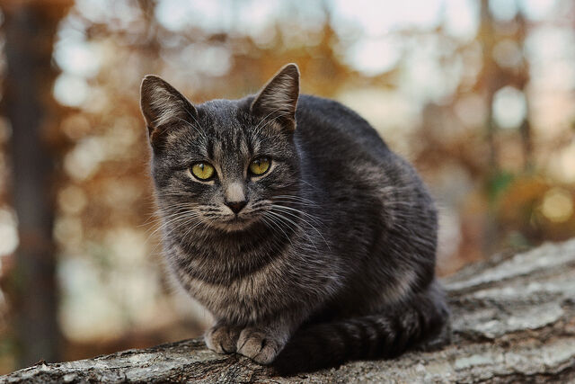 File:Ashfeather.jpg