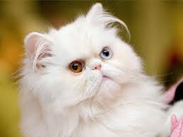 File:Cat2.jpg