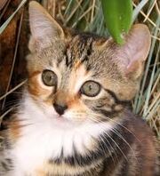 Cat!!!