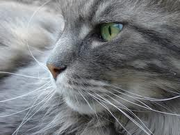 Graystorm