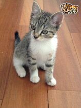 Tabby7