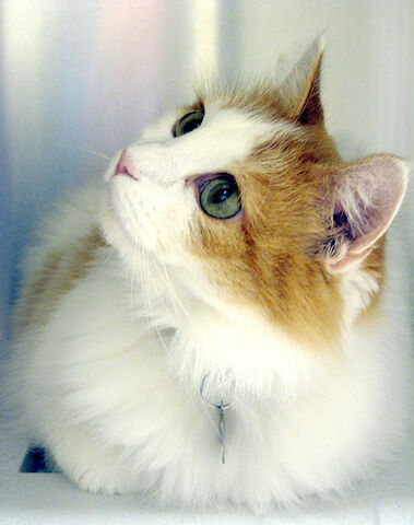 File:Gingerstar.jpg