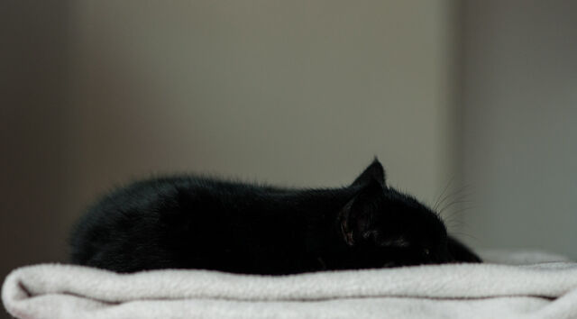 File:Nightpelt.life.jpg