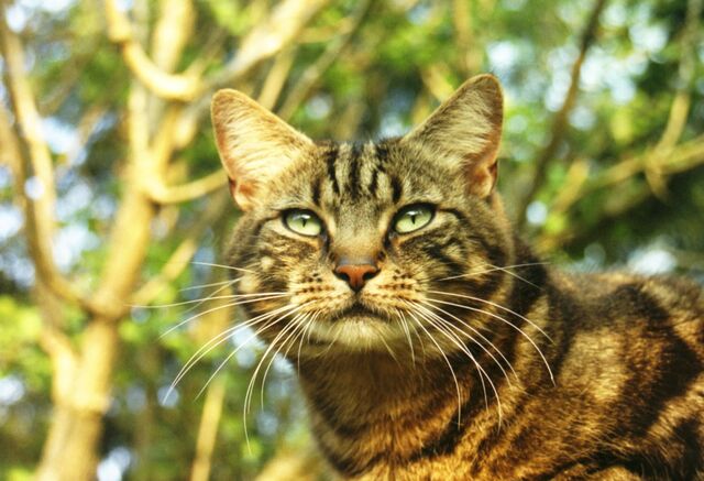 File:Cat mouth closed.jpg