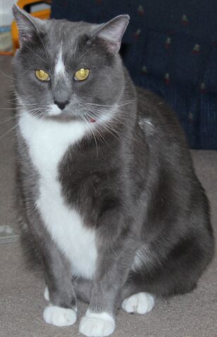 File:Shadowclaw.jpg