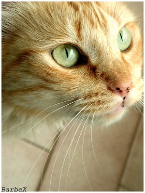 File:Reedheart.jpg