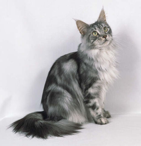 File:Ripplepaw2.jpg