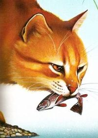 Stelladileopardo