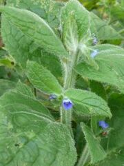 Borage