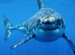 Great White Shark