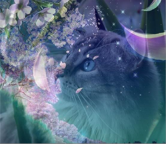 File:Lilacstar.png