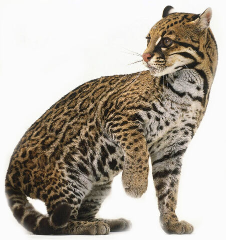 File:Ocelotclaw.jpg