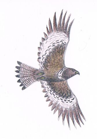 File:Poiana disegno.jpg